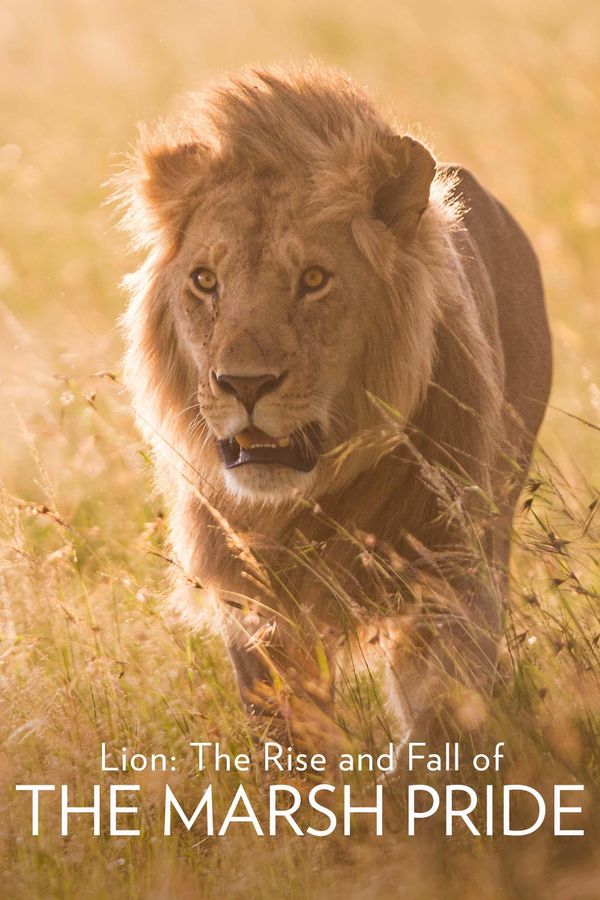 Lion: The Rise and Fall of the Marsh Pride Poster 1