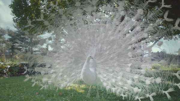 Love Is Blind Poster 3