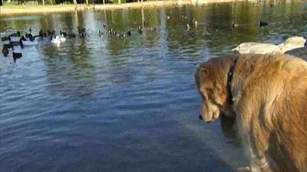 Love on a Leash Poster 1