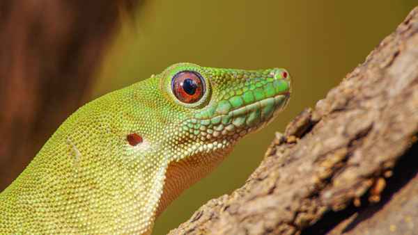 Madagascar's Weirdest Poster 4