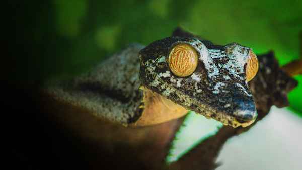 Madagascar's Weirdest Poster 2