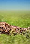 Man, Cheetah, Wild Poster 4