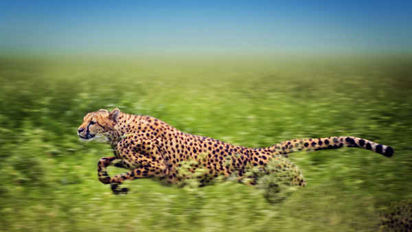 Man, Cheetah, Wild Poster 1
