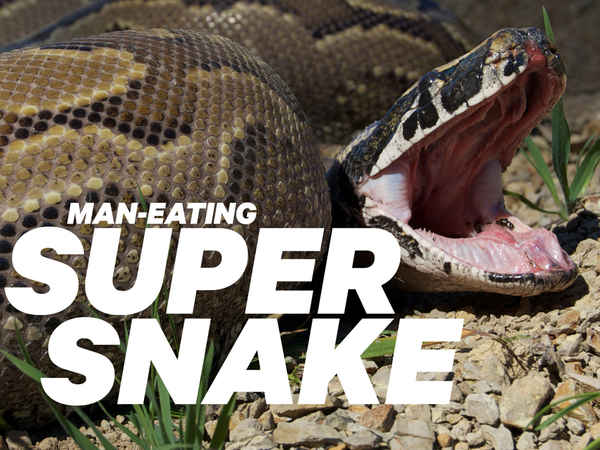 Man-Eating Super Snake Poster 1