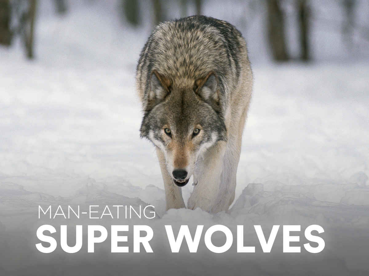 Man-Eating Super Wolves