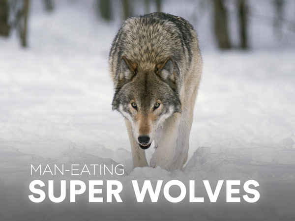 Man-Eating Super Wolves Poster 1