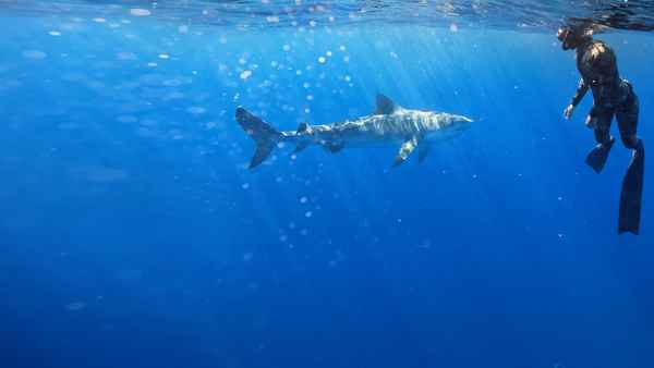 Maui Shark Mystery Poster 2