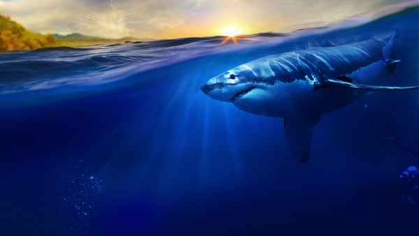 Maui Shark Mystery Poster 6