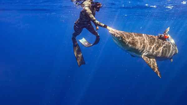 Maui Shark Mystery Poster 4