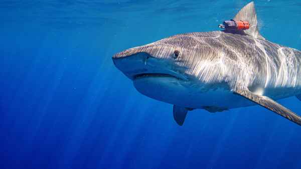 Maui Shark Mystery Poster 7