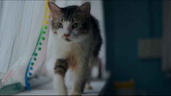 Max, Min and Meowzaki Poster 1