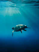 Mediterranean: Life Under Siege Poster 5