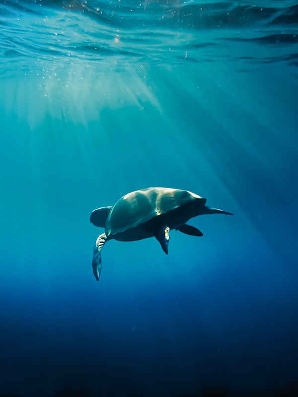 Mediterranean: Life Under Siege Poster 5