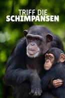 Meet The Chimps Poster 2