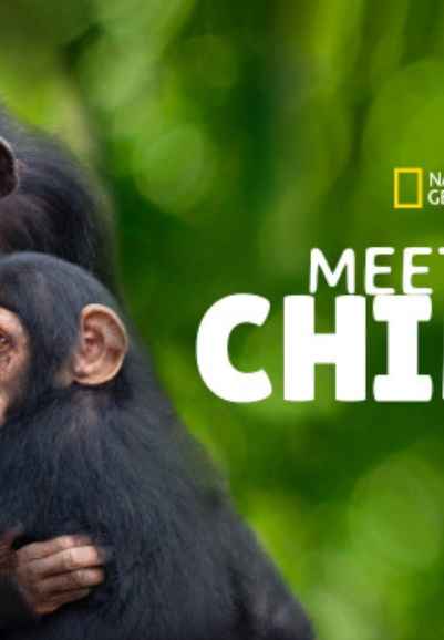 Meet The Chimps