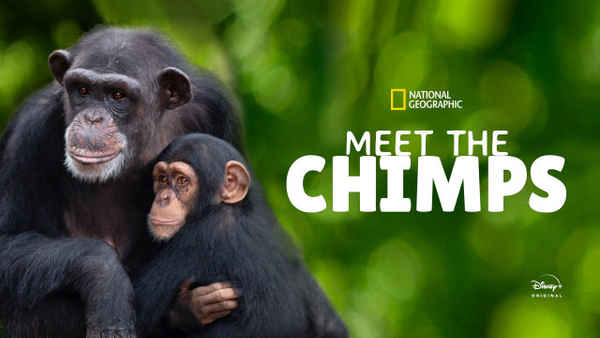 Meet The Chimps Poster 7
