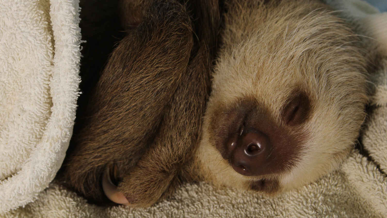 Meet The Sloths