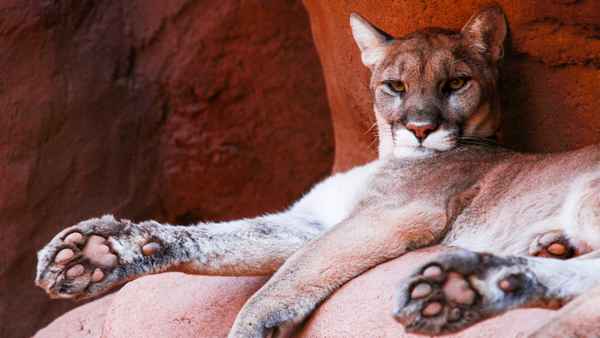 Mexico Untamed Poster 1