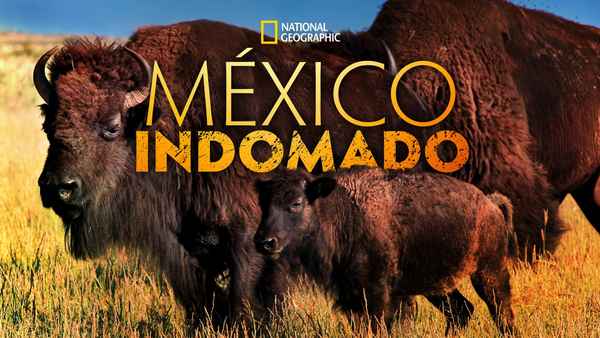 Mexico Untamed Poster 4