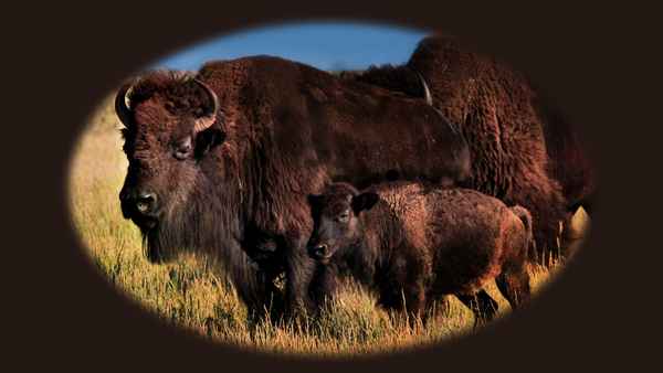 Mexico Untamed Poster 2