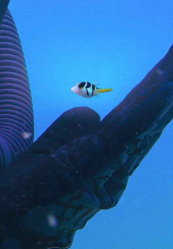 Microworlds: Reef Poster 6