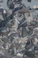 Million Dollar Pigeons Poster 6