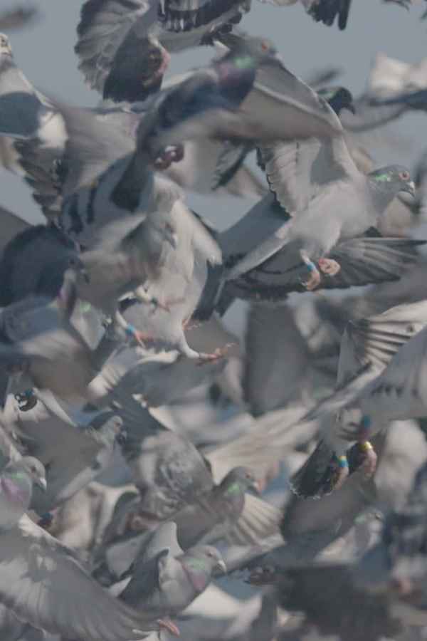 Million Dollar Pigeons Poster 6