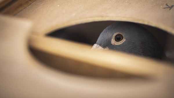 Million Dollar Pigeons Poster 4