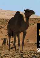 Miracles of Nature Poster 2