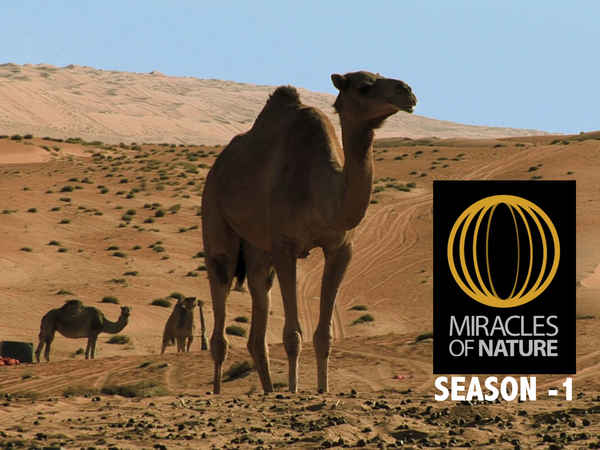 Miracles of Nature Poster 1