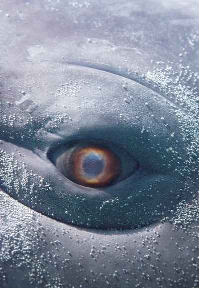 MOBY DICK; or, The Whale