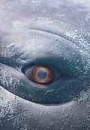 MOBY DICK; or, The Whale Poster 3