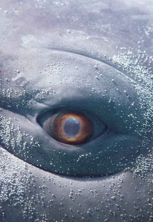 MOBY DICK; or, The Whale Poster 3