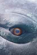 MOBY DICK; or, The Whale Poster 1