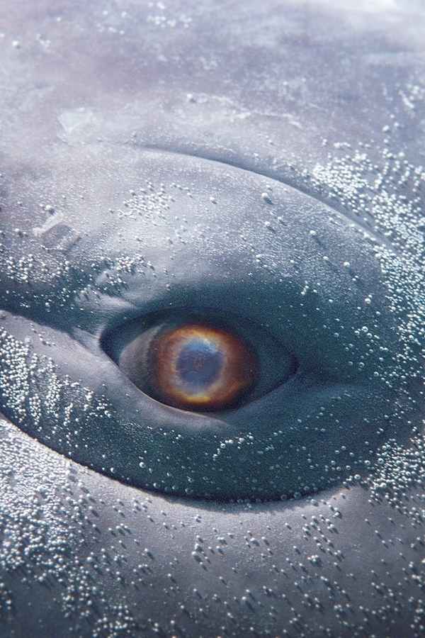 MOBY DICK; or, The Whale Poster 1