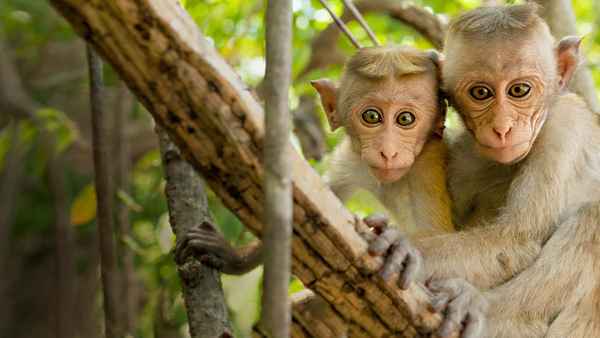 Monkey Kingdom Poster 6