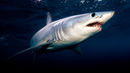Monster Mako: Perfect Predator Poster 1