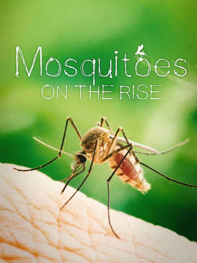Mosquitoes on the rise