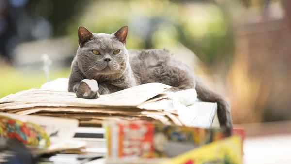 Murder of a Cat Poster 2