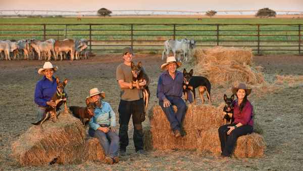 Muster Dogs Poster 2