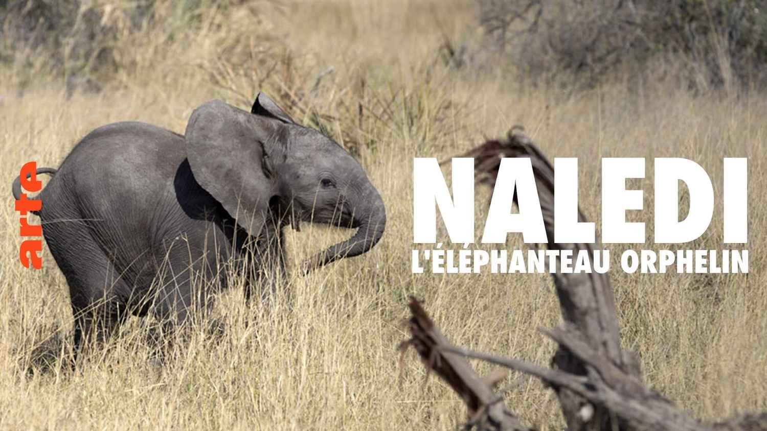 Naledi: A Baby Elephant's Tale