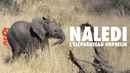 Naledi: A Baby Elephant's Tale Poster 1
