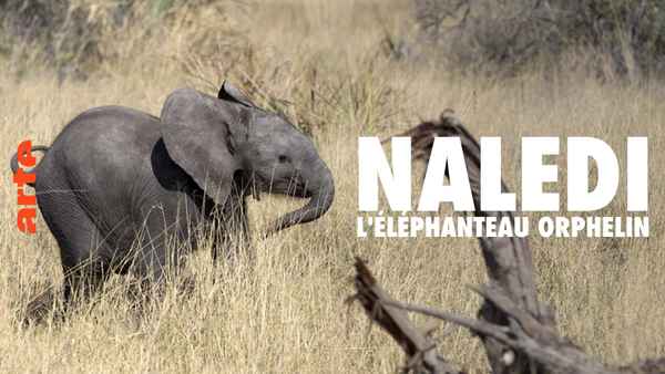 Naledi: A Baby Elephant's Tale Poster 1
