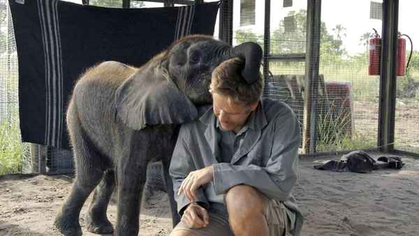 Naledi: A Baby Elephant's Tale Poster 4