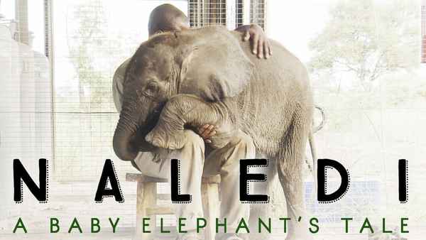 Naledi: A Baby Elephant's Tale Poster 5