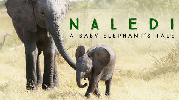 Naledi: A Baby Elephant's Tale Poster 7
