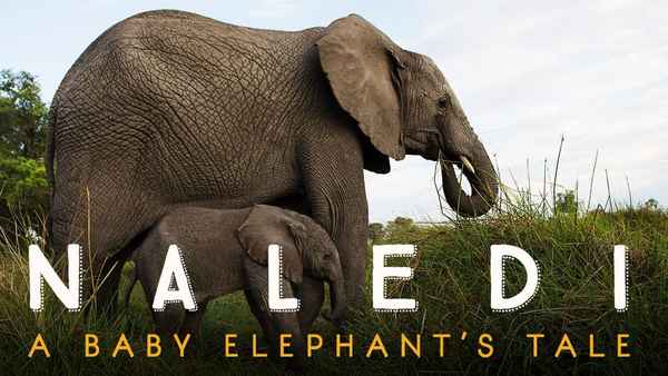 Naledi: A Baby Elephant's Tale Poster 2