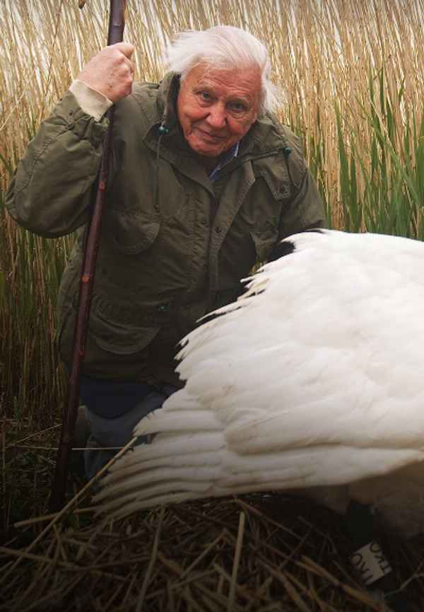 Natural World: Attenborough's Wonder Of Eggs Poster 6