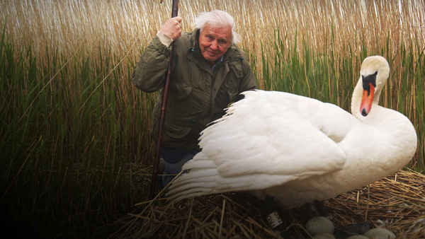 Natural World: Attenborough's Wonder Of Eggs Poster 1