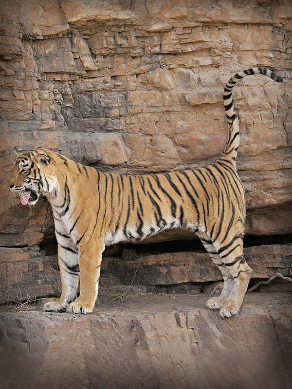 Natural World: Machli - Tiger Queen Poster 7